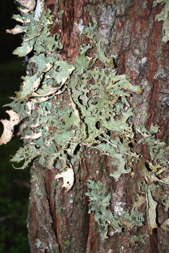 a close up of a tree with lichens on it at 16 - Fulufjellets nasjonalparker - snø - alpint - langrenn - snøscooter in Ljørdal