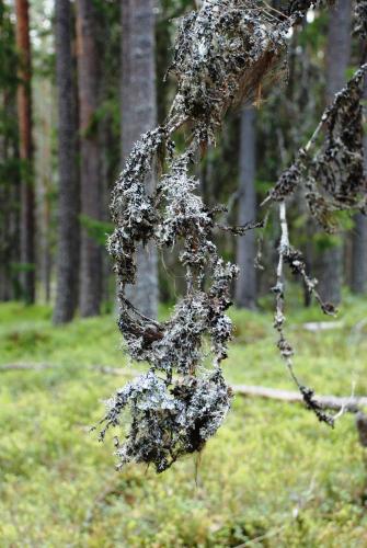 a plant hanging from a tree in a forest at 16 - Fulufjellets nasjonalparker - snø - alpint - langrenn - snøscooter in Ljørdal