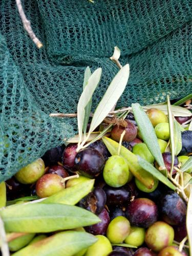 a bunch of fruits and vegetables in a net at Dimora Acqua del Fico in Castellabate