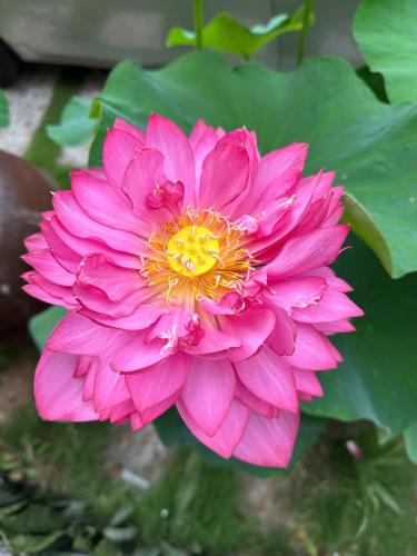 a pink flower with a yellow center at Tran Chau Garden Home in Cat Ba