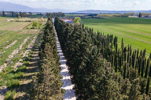 an overhead view of a row of trees in a field at Agriturismo La Semente in Spello