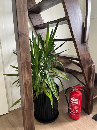 a plant in a black pot next to a ladder at Guest house in Örebro in Örebro