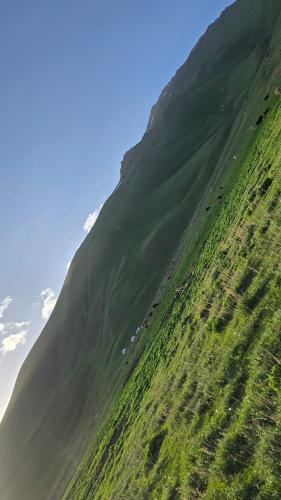 a hill with green grass and animals on it at "Doskulu travel" hostel in Kyzart