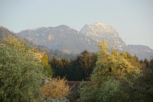 a group of trees with mountains in the background at Gästehaus Funk in Bad Feilnbach