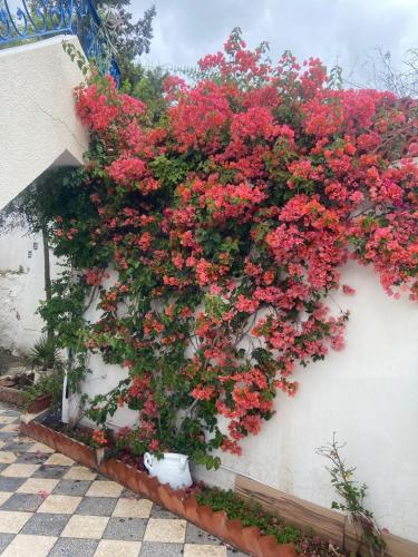 a bunch of red flowers on a white wall at Maison El Omrane 2 in Milletville