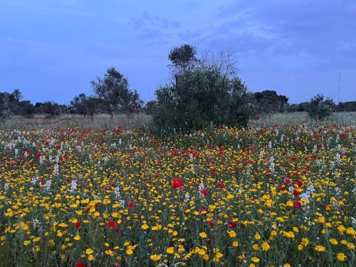 Κήπος έξω από το Agriturismo Villa Coluccia
