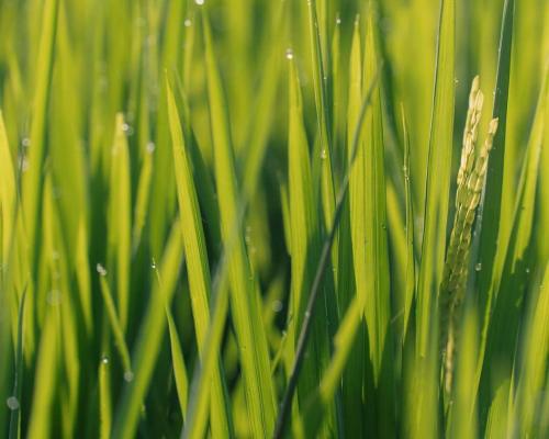 a field of tall green grass with water droplets at Padi Bungalow in Tetebatu