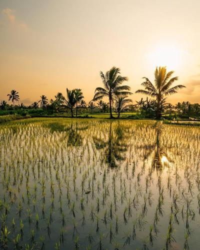 a rice field with palm trees in the background at Padi Bungalow in Tetebatu