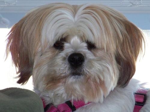 a small dog with long hair on its head at Hotel Faubourg Montreal Centre-Ville Downtown in Montréal