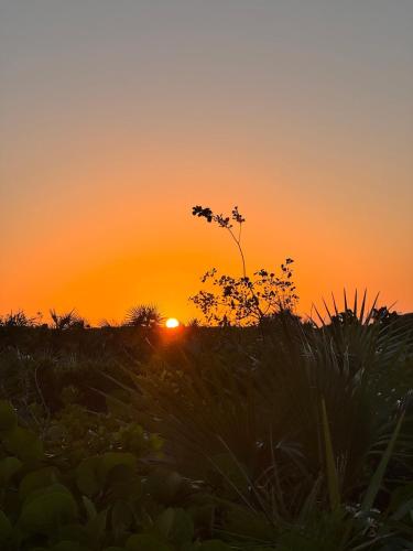 a sunset in a field with a plant at Best Location In Exuma - George Town in Georgetown