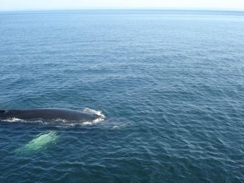 a gray whale swimming in the water at Motel la Maison de Travers in Baie-Sainte-Catherine