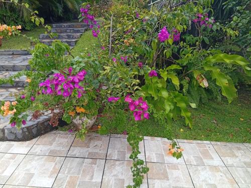 a garden with purple flowers and green plants at Les Bromélias chez Djo et Rosy in Sainte-Marie