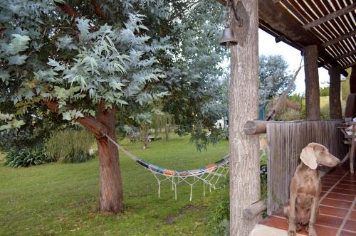 a dog sitting on a porch looking at a tree at Complejo Dulcería El Cazador y cabañas in Tandil
