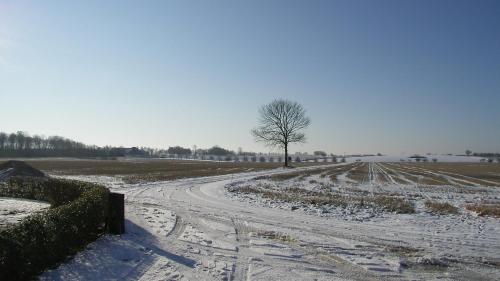 a snow covered road with a tree in a field at Hobykrok B&B in Lund