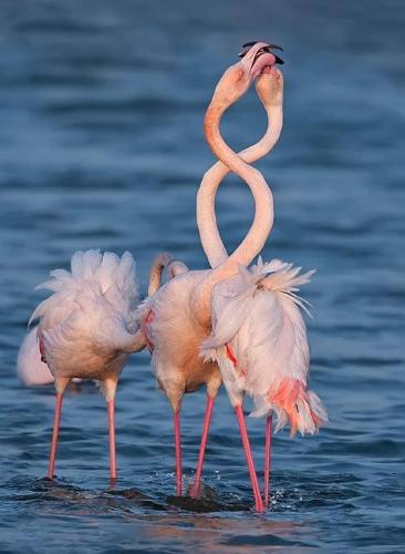 three pink flamingos standing in the water at Vista Mare Luxury Rooms & Apartments in Margherita di Savoia
