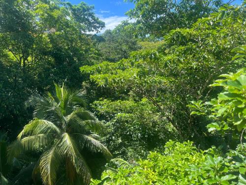 a lush green forest with a palm tree in the foreground at SEAHORSE POINT HOTEL and NATURE RESERVE in Bocas del Toro