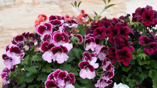 a bunch of colorful flowers in a garden at Sina Family in Piskopianon