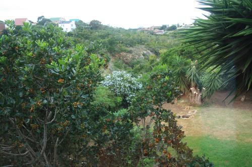 an image of a garden with oranges on trees at Dolphin View Guesthouse in Jeffreys Bay