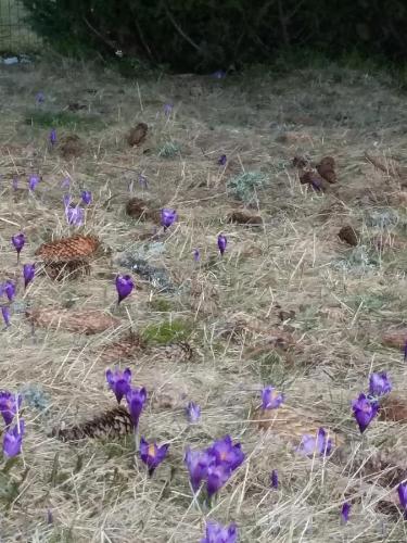 a bunch of purple flowers in the grass at Pensiunea Piatra Graitoare in Vartop