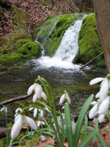 a waterfall with white flowers in front of it at Pensiunea Piatra Graitoare in Vartop