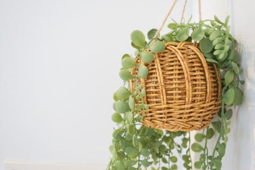 a plant in a basket hanging on a wall at Z LAND Enoshima in Fujisawa