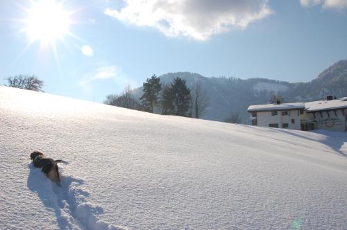 a dog walking down a snow covered slope at Landhotel Maiergschwendt inkl Chiemgaukarte in Ruhpolding