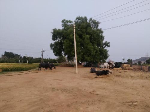 Zvířata v prázdninového domu nebo okolí