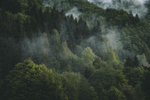 a forest filled with lots of green trees at Domček Lazy in Lazy pod Makytou