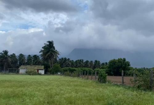 a field with a house and a palm tree at Krishnagudi Temple Stay in Coimbatore
