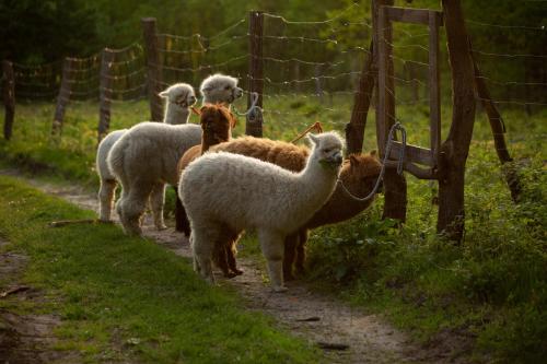 a group of sheep walking down a dirt road at Stacja Natura in Radom