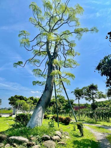 a tree in the middle of a field at Grand Uncle in Ta-p'ai-chu