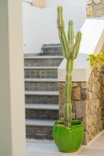 Gallery image of Villa Acacia in Ponza