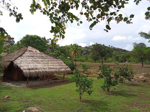 a hut with a grass roof in a field at Nature Kingdom Sri Lanka in Hambegamuwa