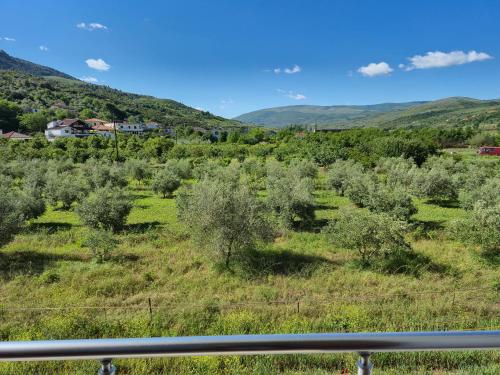 a view of a field with bushes and trees at Villa Ari in Berat