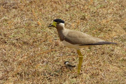 a bird standing on the grass in the field at Nature Kingdom Sri Lanka in Hambegamuwa