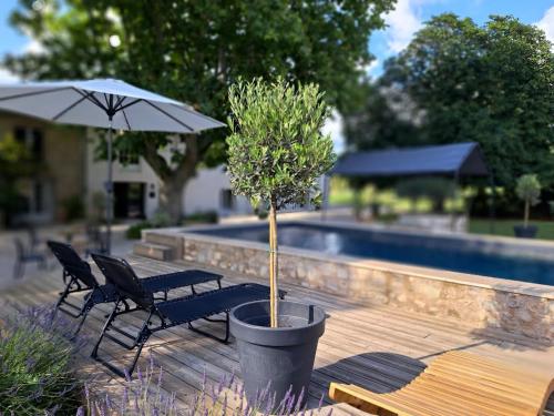 a potted tree in a pot next to a pool at Hôtel Le Cottage de Sophie in Valernes