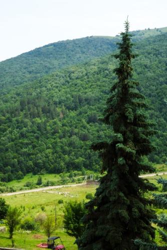a large pine tree in front of a mountain at Ani Resort in Artavaz