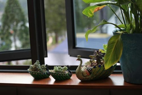 a group of potted plants sitting on a window sill at #MyUrbanGetaway at CameronFair, Cameron Highlands in Tanah Rata