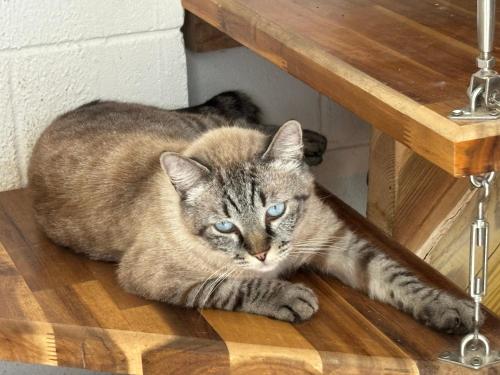 a cat laying on the floor under a table at Villa Pétrel in Saint-Paul