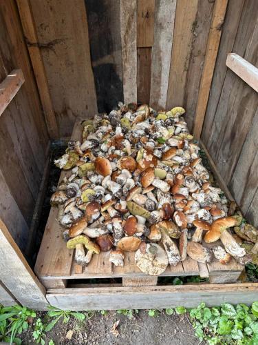 a pile of mushrooms on a wooden cutting board at Chalupy Albrechtice Šumava in Sušice