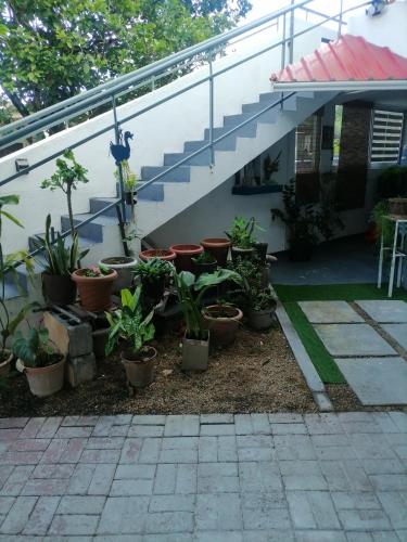 a bunch of potted plants in front of a house at studio maryphil in Saint-Martin
