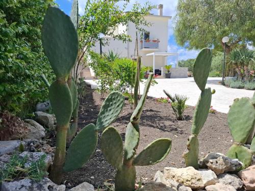 a prickly pear plant in a garden at A Casa di Anna - Locazione Turistica - in Matera