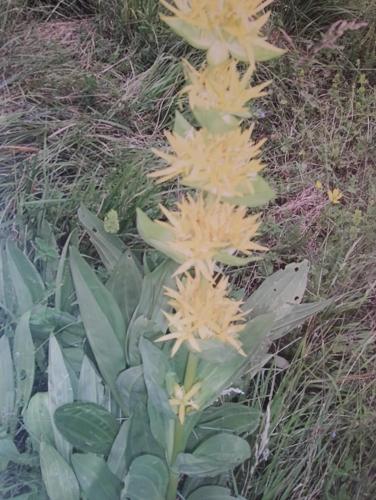 two plants with yellow flowers in the grass at Hotel Aquila in Scoppito
