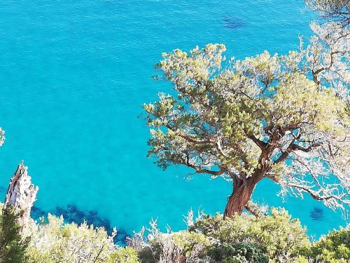 a tree on top of a hill with blue water at Domo Annalisa in Tortolì