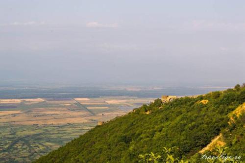 a view of a hill with trees on it at Amanita in Sighnaghi