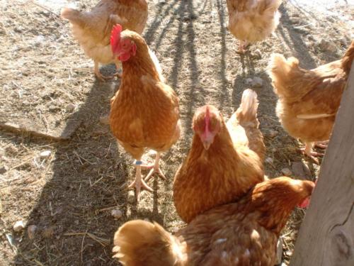Άλλα ζώα σε αυτό το διαμέρισμα ή στη γύρω περιοχή
