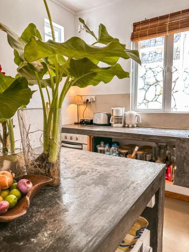 a vase with a plant on a counter in a kitchen at La villa detente 1 - une experience authentique in Rodrigues Island