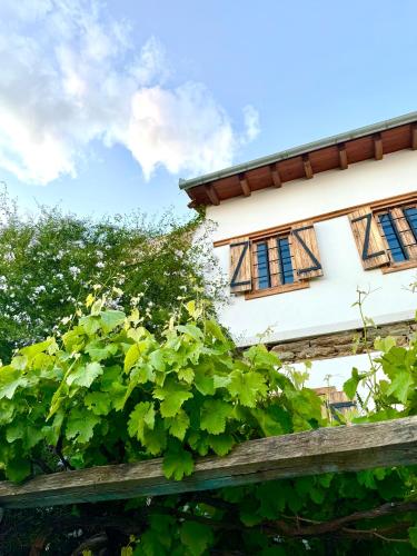 a house with a bunch of green plants at Vines & Views in Ano Volos