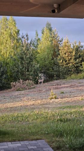 a deer standing in the middle of a field at Domki Rekreacyjne "Błękitne Wzgórze" in Żałe
