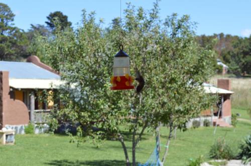 a bird feeder hanging from a tree in a yard at Complejo Dulcería El Cazador y cabañas in Tandil